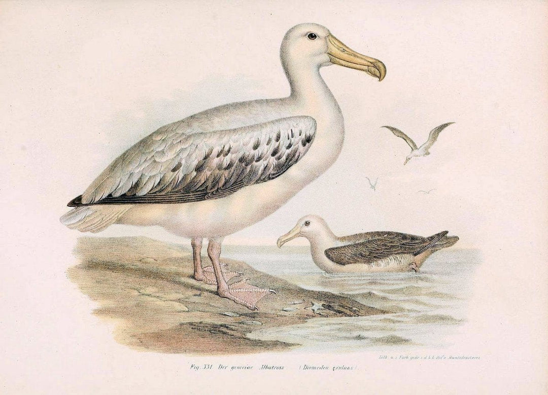 Bilder-atlas zur Wissenschaftlich-populÃ¤ren Naturgeschichte der VÃ¶gel in ihren sÃ¤mmtlich | Birds "Pictorial works"  | Vintage Print Reproduction 461098