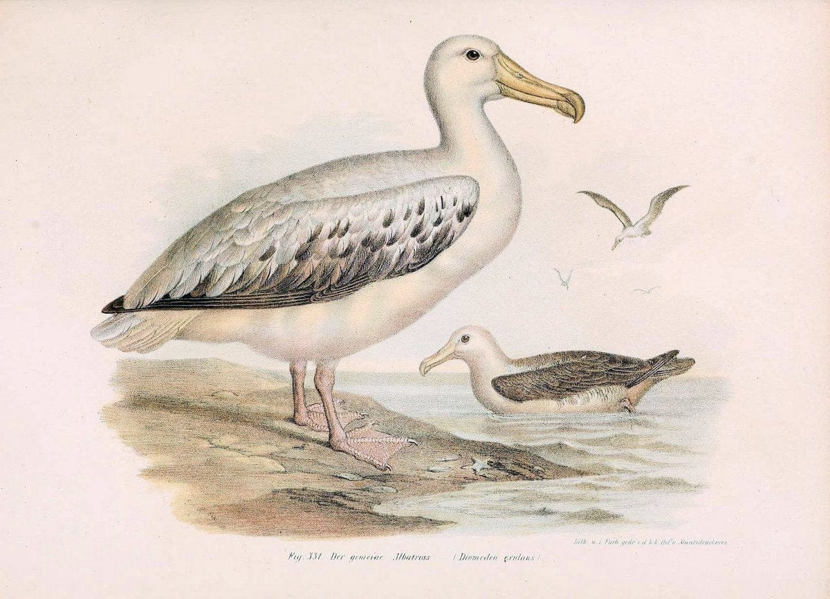 Bilder-atlas zur Wissenschaftlich-populÃ¤ren Naturgeschichte der VÃ¶gel in ihren sÃ¤mmtlich | Birds "Pictorial works"  | Vintage Print Reproduction 461098