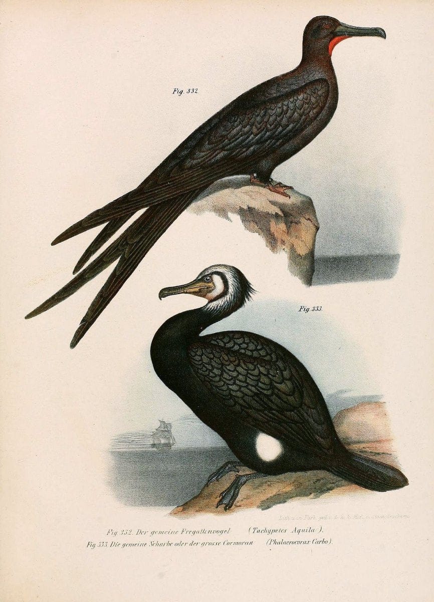 Bilder-atlas zur Wissenschaftlich-populÃ¤ren Naturgeschichte der VÃ¶gel in ihren sÃ¤mmtlich | Birds "Pictorial works"  | Vintage Print Reproduction 461099
