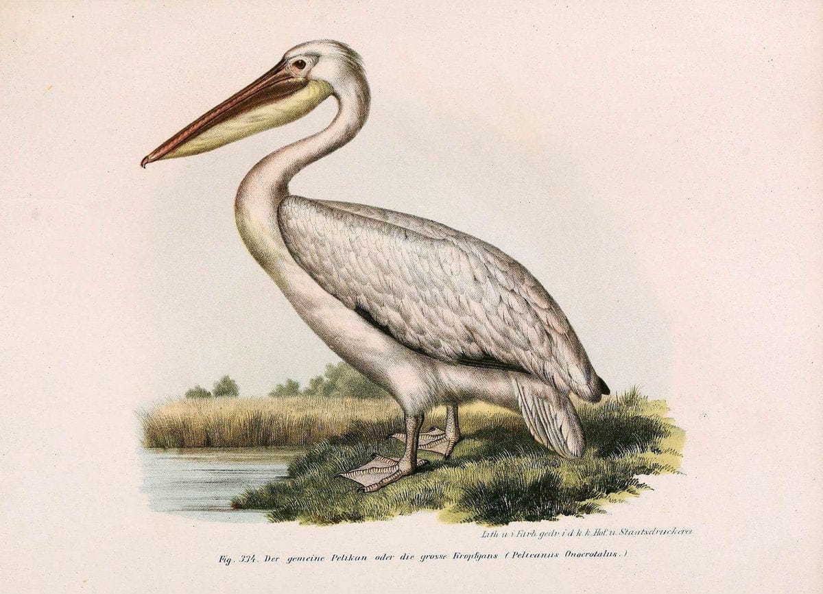 Bilder-atlas zur Wissenschaftlich-populÃ¤ren Naturgeschichte der VÃ¶gel in ihren sÃ¤mmtlich | Birds "Pictorial works"  | Vintage Print Reproduction 461100