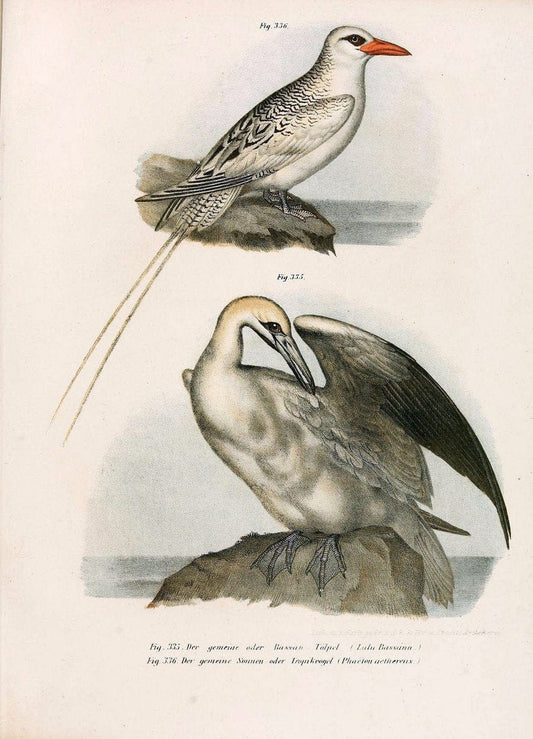 Bilder-atlas zur Wissenschaftlich-populÃ¤ren Naturgeschichte der VÃ¶gel in ihren sÃ¤mmtlich | Birds "Pictorial works"  | Vintage Print Reproduction 461101