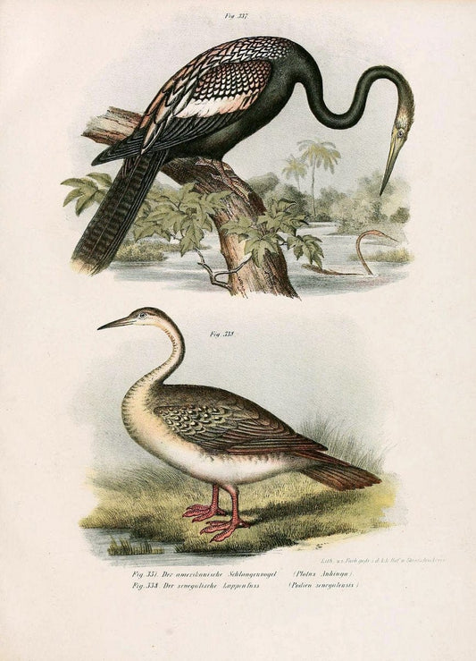 Bilder-atlas zur Wissenschaftlich-populÃ¤ren Naturgeschichte der VÃ¶gel in ihren sÃ¤mmtlich | Birds "Pictorial works"  | Vintage Print Reproduction 461102