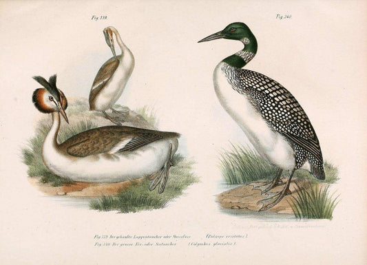 Bilder-atlas zur Wissenschaftlich-populÃ¤ren Naturgeschichte der VÃ¶gel in ihren sÃ¤mmtlich | Birds "Pictorial works"  | Vintage Print Reproduction 461103