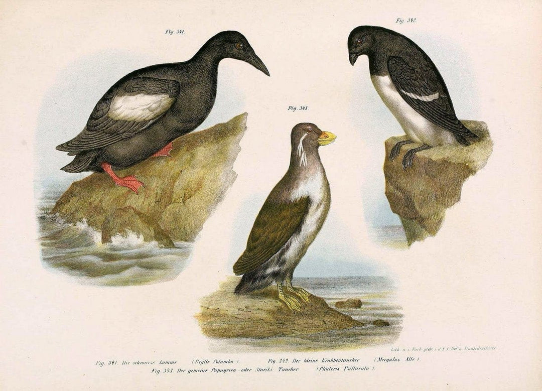 Bilder-atlas zur Wissenschaftlich-populÃ¤ren Naturgeschichte der VÃ¶gel in ihren sÃ¤mmtlich | Birds "Pictorial works"  | Vintage Print Reproduction 461104