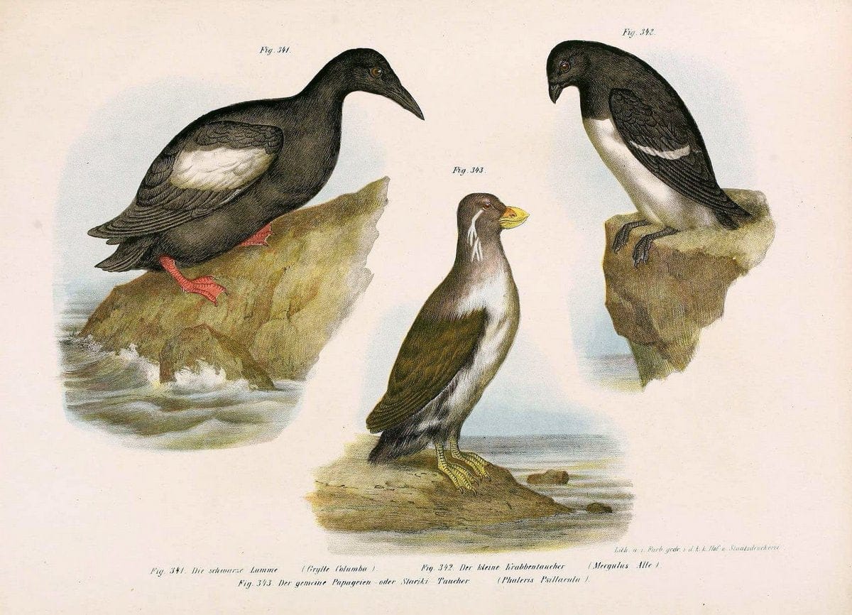 Bilder-atlas zur Wissenschaftlich-populÃ¤ren Naturgeschichte der VÃ¶gel in ihren sÃ¤mmtlich | Birds "Pictorial works"  | Vintage Print Reproduction 461104