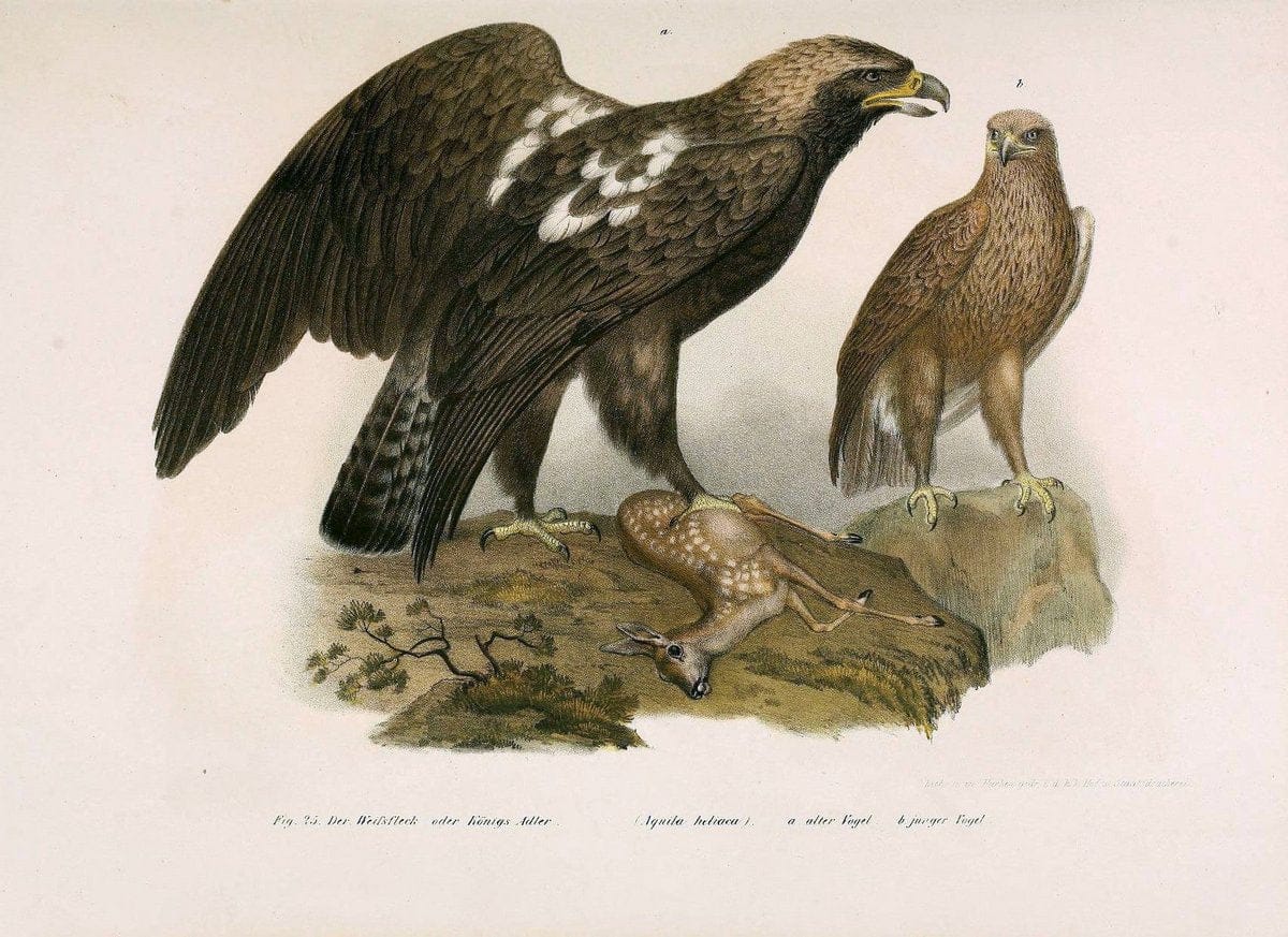 Bilder-atlas zur Wissenschaftlich-populÃ¤ren Naturgeschichte der VÃ¶gel in ihren sÃ¤mmtlich | Birds "Pictorial works"  | Vintage Print Reproduction 461105
