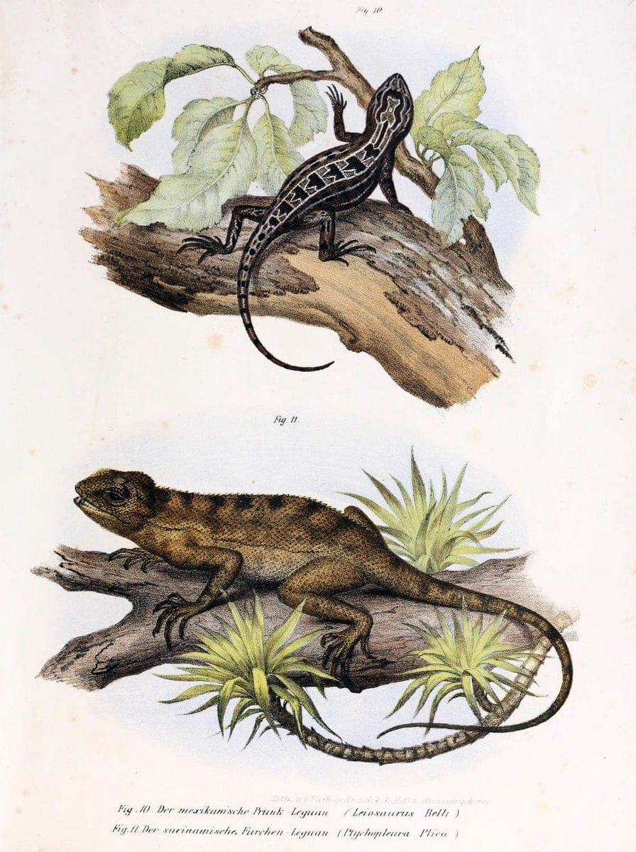 Bilder-Atlas zur wissenschaftlich-populÃ¤ren Naturgeschichte der WirbelthiereWien :K.K. H | Amphibians "Pictorial works" Reptiles  | Vintage Print Reproduction 461106