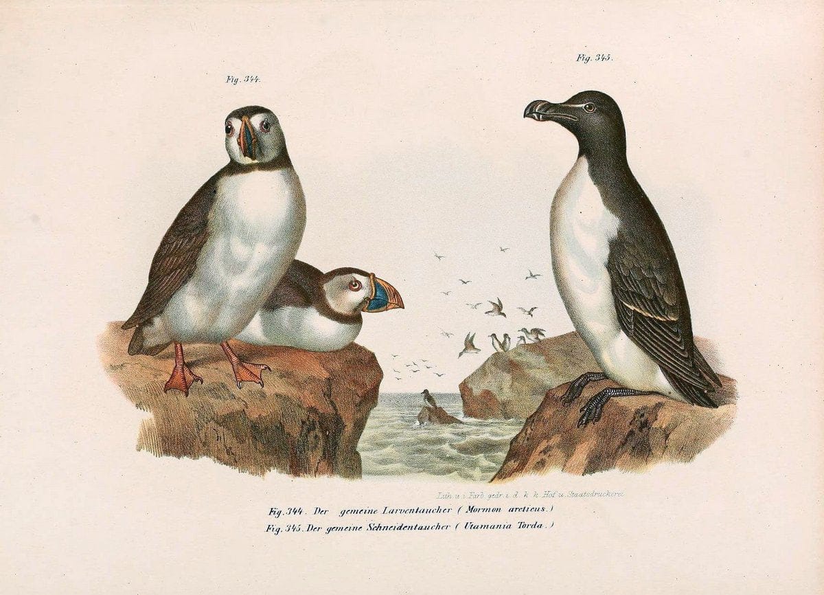 Bilder-atlas zur Wissenschaftlich-populÃ¤ren Naturgeschichte der VÃ¶gel in ihren sÃ¤mmtlich | Birds "Pictorial works"  | Vintage Print Reproduction 461107