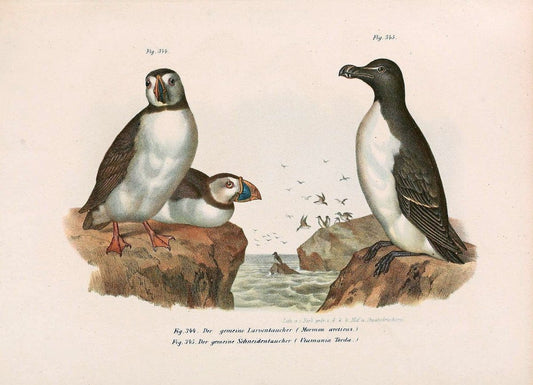 Bilder-atlas zur Wissenschaftlich-populÃ¤ren Naturgeschichte der VÃ¶gel in ihren sÃ¤mmtlich | Birds "Pictorial works"  | Vintage Print Reproduction 461107