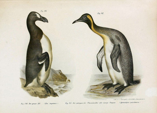 Bilder-atlas zur Wissenschaftlich-populÃ¤ren Naturgeschichte der VÃ¶gel in ihren sÃ¤mmtlich | Birds "Pictorial works"  | Vintage Print Reproduction 461108