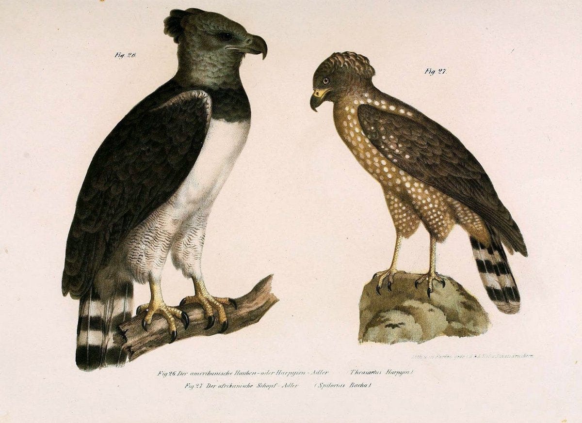 Bilder-atlas zur Wissenschaftlich-populÃ¤ren Naturgeschichte der VÃ¶gel in ihren sÃ¤mmtlich | Birds "Pictorial works"  | Vintage Print Reproduction 461109