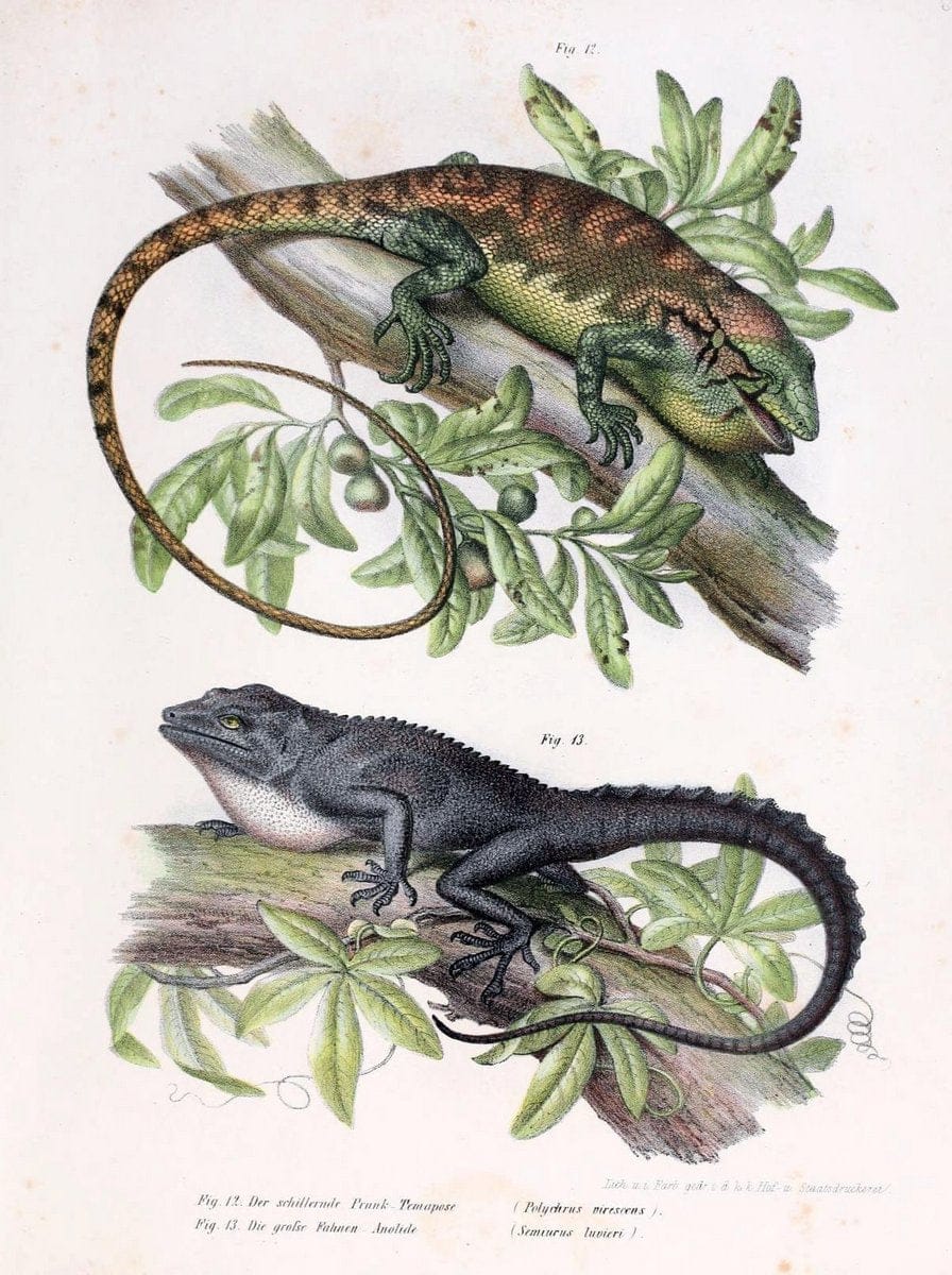 Bilder-Atlas zur wissenschaftlich-populÃ¤ren Naturgeschichte der WirbelthiereWien :K.K. H | Amphibians "Pictorial works" Reptiles  | Vintage Print Reproduction 461110