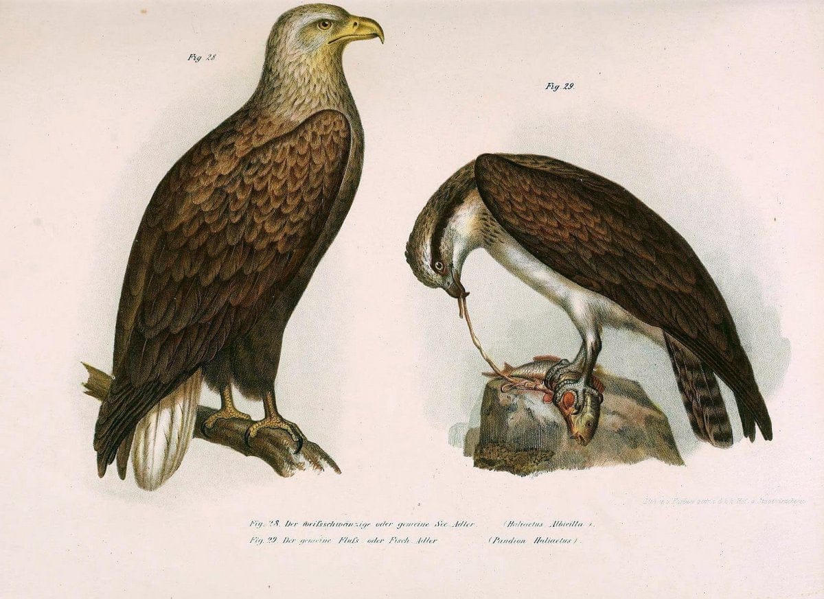 Bilder-atlas zur Wissenschaftlich-populÃ¤ren Naturgeschichte der VÃ¶gel in ihren sÃ¤mmtlich | Birds "Pictorial works"  | Vintage Print Reproduction 461111