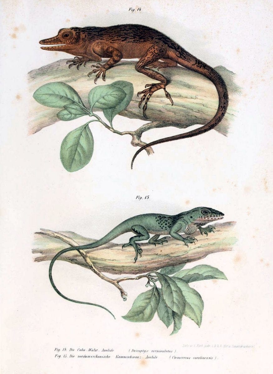 Bilder-Atlas zur wissenschaftlich-populÃ¤ren Naturgeschichte der WirbelthiereWien :K.K. H | Amphibians "Pictorial works" Reptiles  | Vintage Print Reproduction 461112