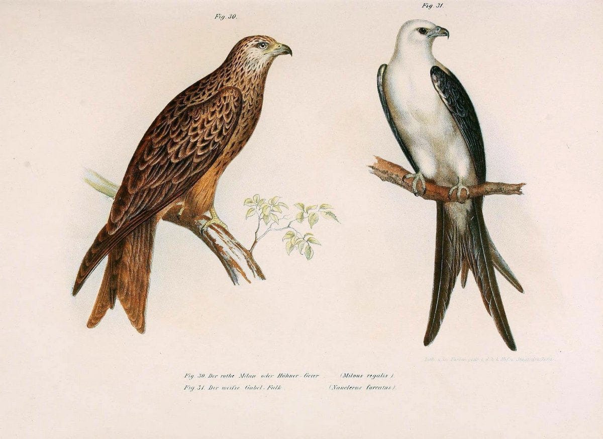 Bilder-atlas zur Wissenschaftlich-populÃ¤ren Naturgeschichte der VÃ¶gel in ihren sÃ¤mmtlich | Birds "Pictorial works"  | Vintage Print Reproduction 461113