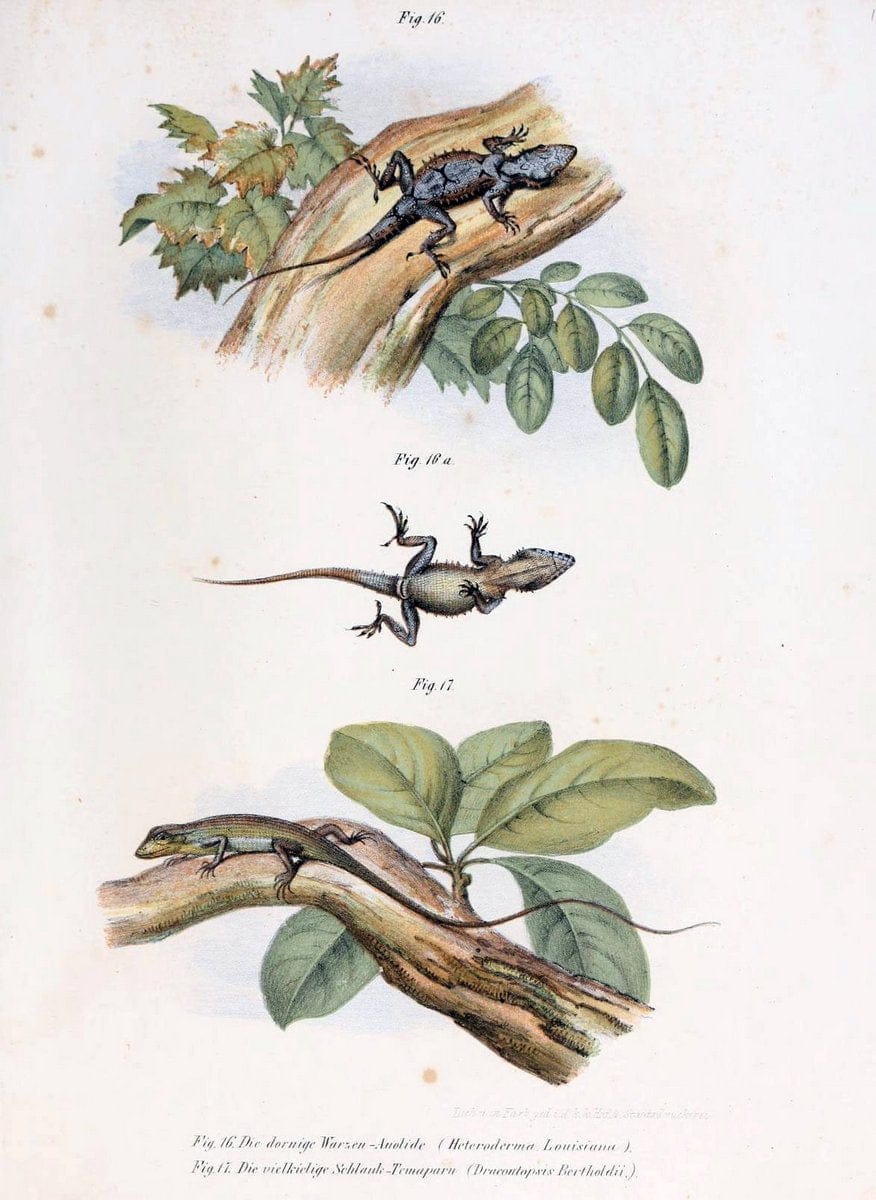 Bilder-Atlas zur wissenschaftlich-populÃ¤ren Naturgeschichte der WirbelthiereWien :K.K. H | Amphibians "Pictorial works" Reptiles  | Vintage Print Reproduction 461114