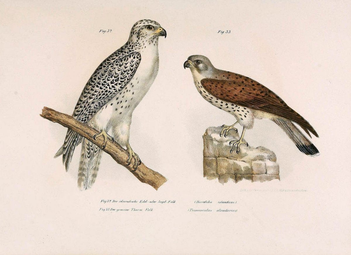 Bilder-atlas zur Wissenschaftlich-populÃ¤ren Naturgeschichte der VÃ¶gel in ihren sÃ¤mmtlich | Birds "Pictorial works"  | Vintage Print Reproduction 461115