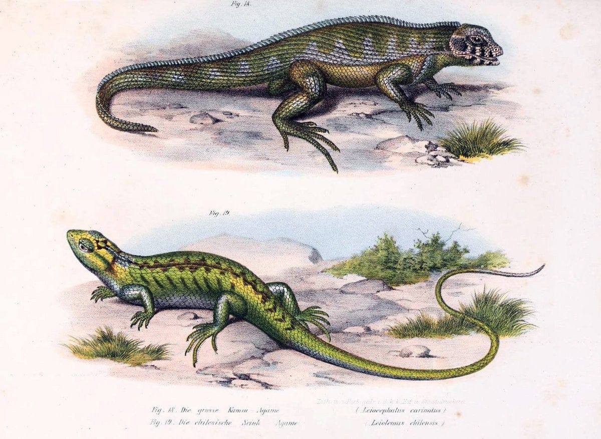 Bilder-Atlas zur wissenschaftlich-populÃ¤ren Naturgeschichte der WirbelthiereWien :K.K. H | Amphibians "Pictorial works" Reptiles  | Vintage Print Reproduction 461116