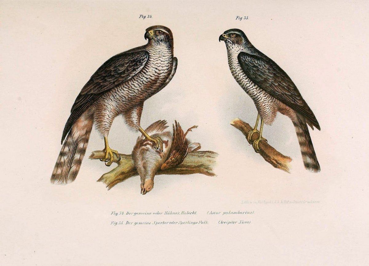 Bilder-atlas zur Wissenschaftlich-populÃ¤ren Naturgeschichte der VÃ¶gel in ihren sÃ¤mmtlich | Birds "Pictorial works"  | Vintage Print Reproduction 461117