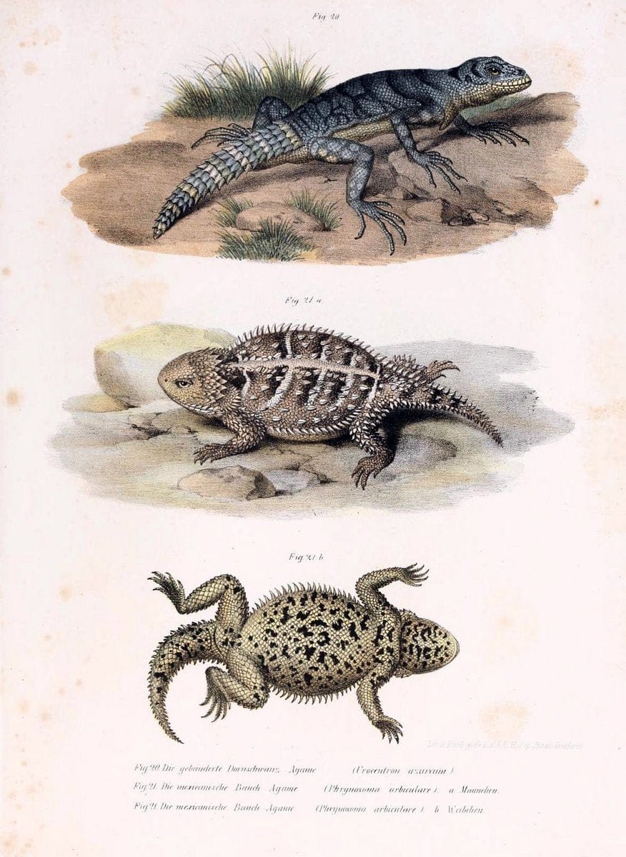 Bilder-Atlas zur wissenschaftlich-populÃ¤ren Naturgeschichte der WirbelthiereWien :K.K. H | Amphibians "Pictorial works" Reptiles  | Vintage Print Reproduction 461118