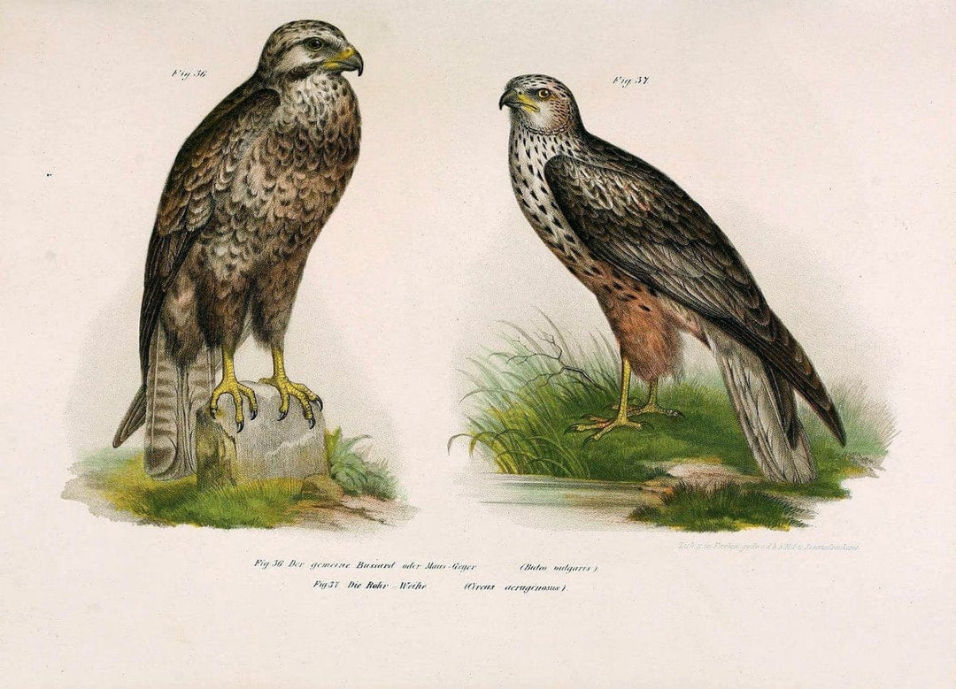 Bilder-atlas zur Wissenschaftlich-populÃ¤ren Naturgeschichte der VÃ¶gel in ihren sÃ¤mmtlich | Birds "Pictorial works"  | Vintage Print Reproduction 461119