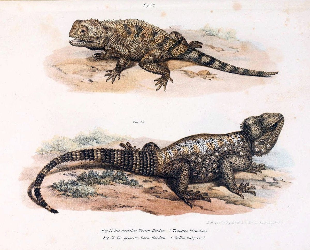 Bilder-Atlas zur wissenschaftlich-populÃ¤ren Naturgeschichte der WirbelthiereWien :K.K. H | Amphibians "Pictorial works" Reptiles  | Vintage Print Reproduction 461120