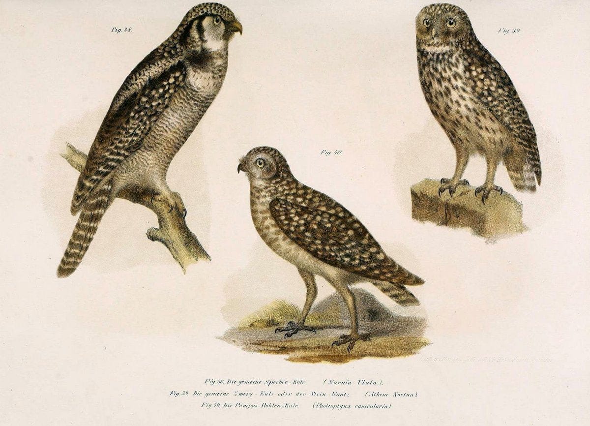 Bilder-atlas zur Wissenschaftlich-populÃ¤ren Naturgeschichte der VÃ¶gel in ihren sÃ¤mmtlich | Birds "Pictorial works"  | Vintage Print Reproduction 461121