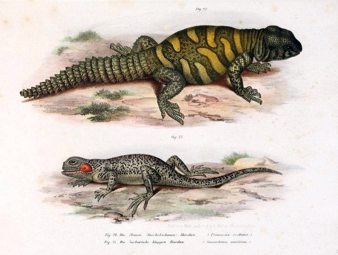 Bilder-Atlas zur wissenschaftlich-populÃ¤ren Naturgeschichte der WirbelthiereWien :K.K. H | Amphibians "Pictorial works" Reptiles  | Vintage Print Reproduction 461122
