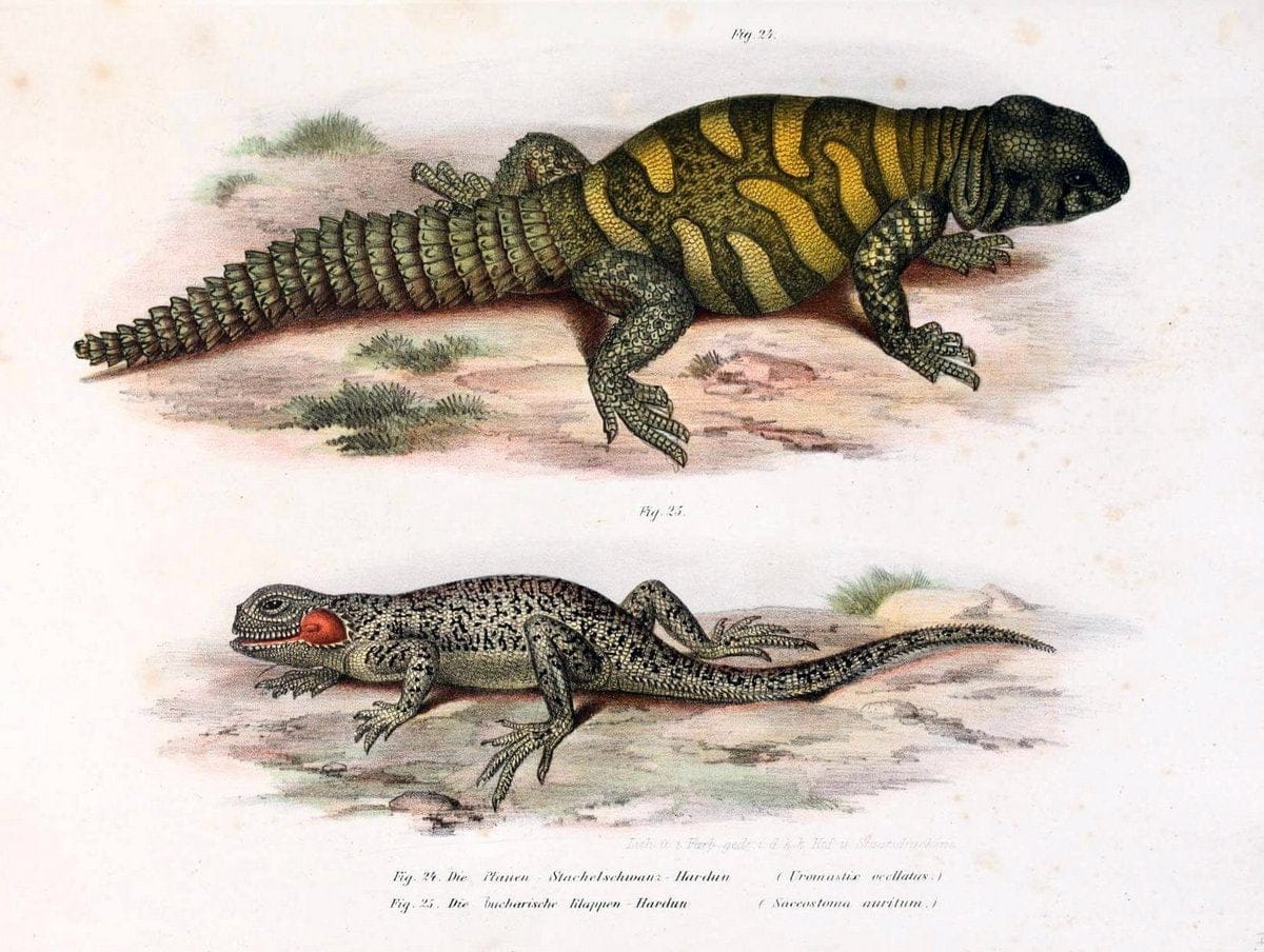 Bilder-Atlas zur wissenschaftlich-populÃ¤ren Naturgeschichte der WirbelthiereWien :K.K. H | Amphibians "Pictorial works" Reptiles  | Vintage Print Reproduction 461122
