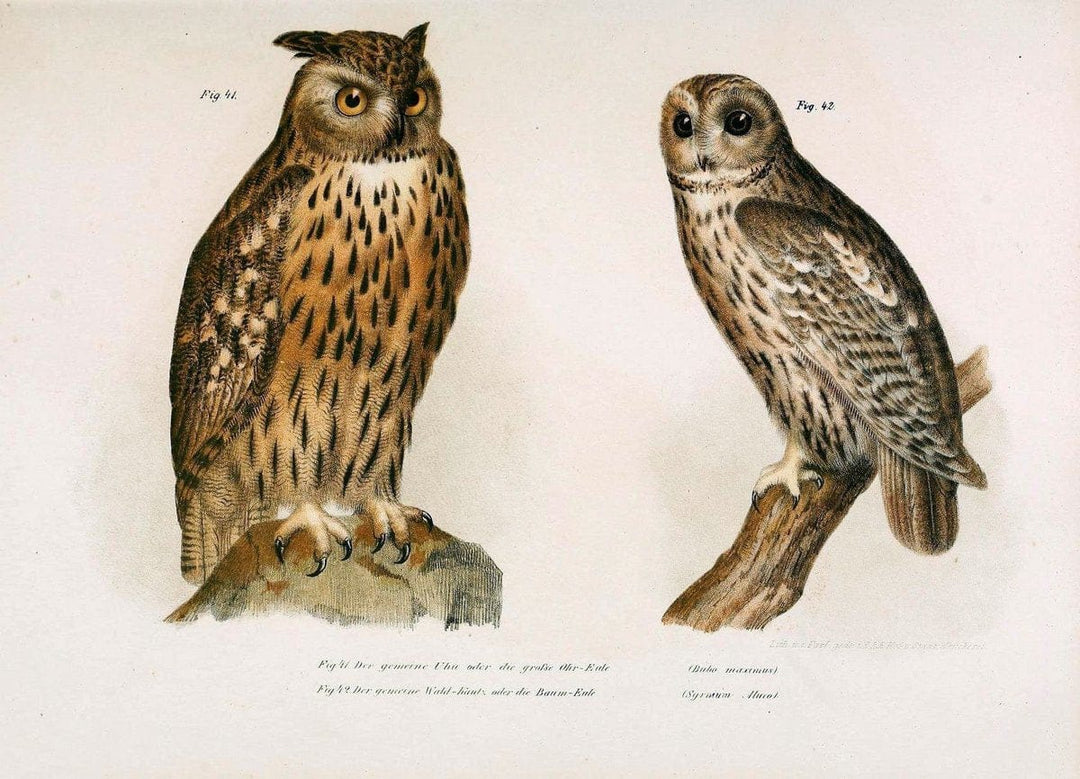 Bilder-atlas zur Wissenschaftlich-populÃ¤ren Naturgeschichte der VÃ¶gel in ihren sÃ¤mmtlich | Birds "Pictorial works"  | Vintage Print Reproduction 461123