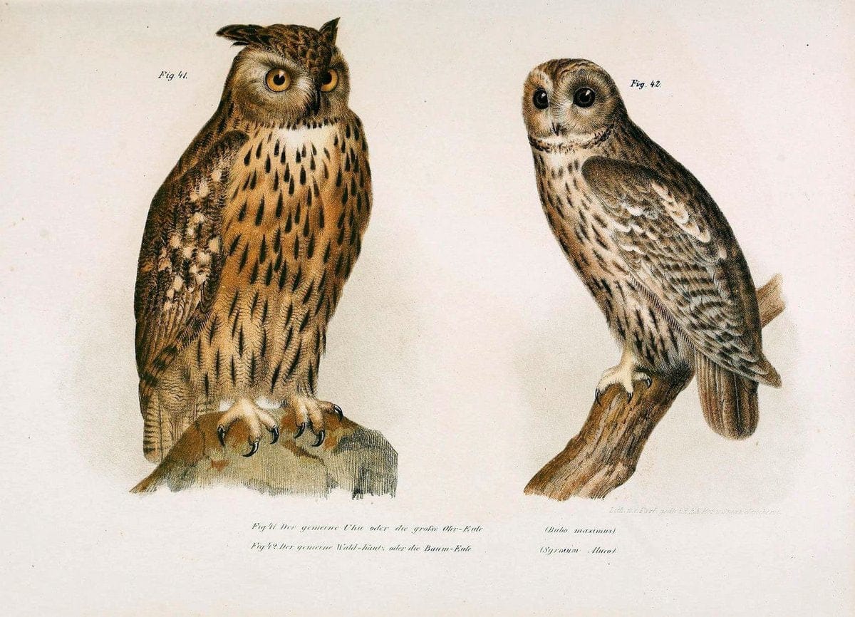 Bilder-atlas zur Wissenschaftlich-populÃ¤ren Naturgeschichte der VÃ¶gel in ihren sÃ¤mmtlich | Birds "Pictorial works"  | Vintage Print Reproduction 461123