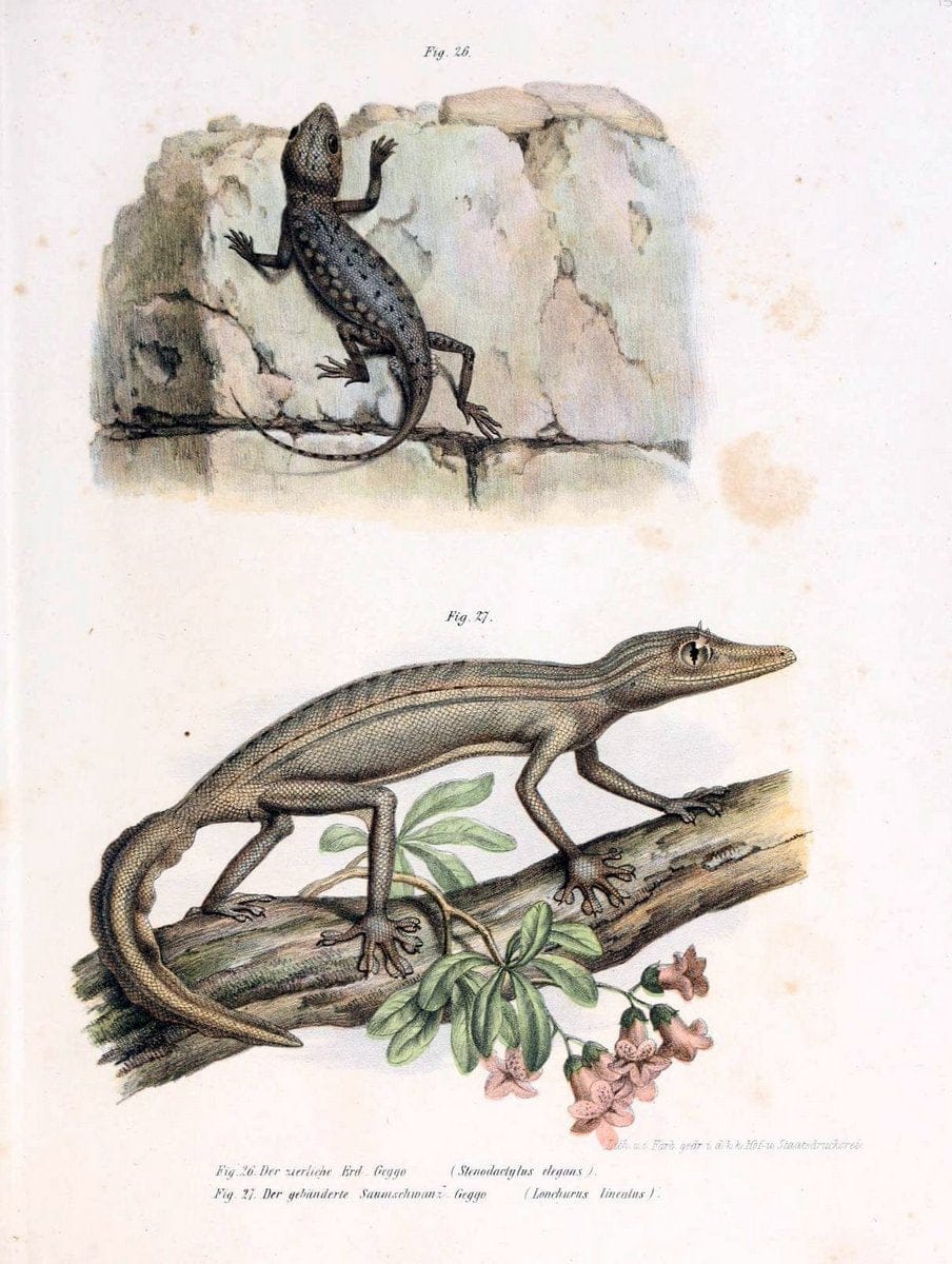 Bilder-Atlas zur wissenschaftlich-populÃ¤ren Naturgeschichte der WirbelthiereWien :K.K. H | Amphibians "Pictorial works" Reptiles  | Vintage Print Reproduction 461124