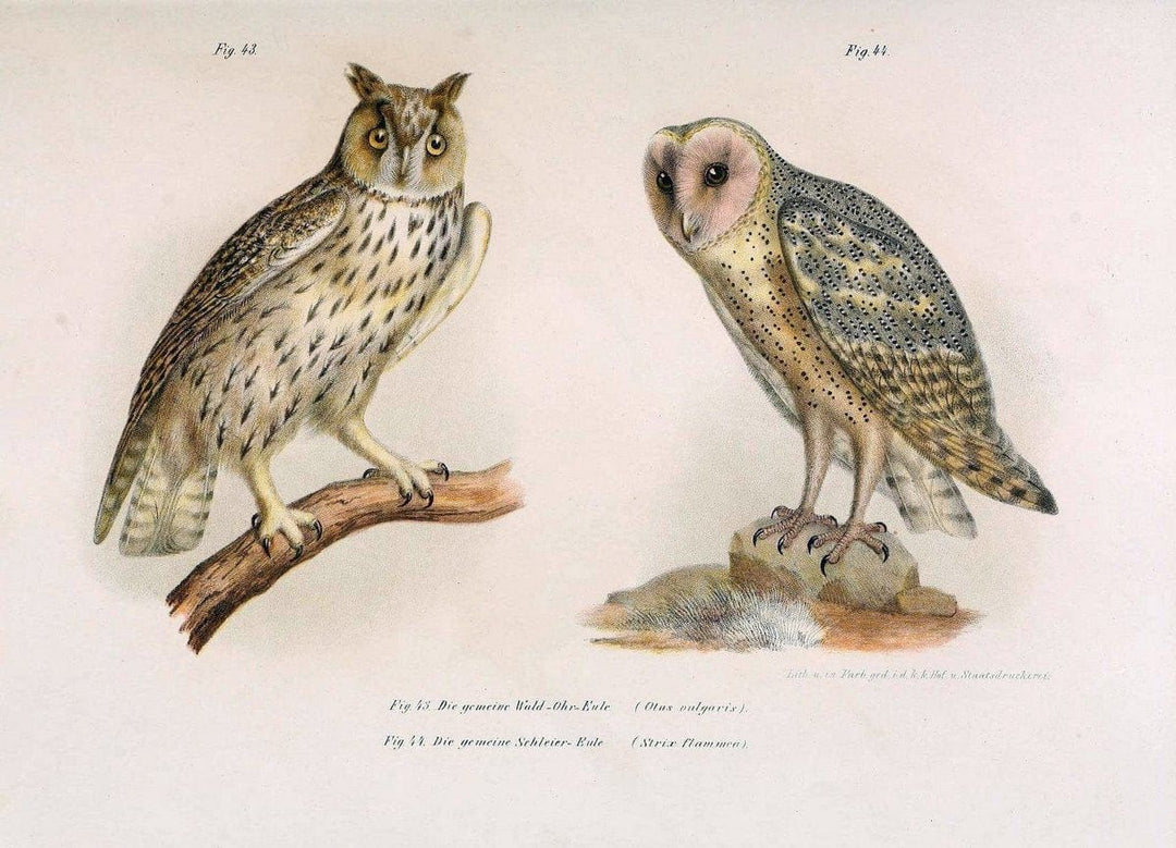 Bilder-atlas zur Wissenschaftlich-populÃ¤ren Naturgeschichte der VÃ¶gel in ihren sÃ¤mmtlich | Birds "Pictorial works"  | Vintage Print Reproduction 461125