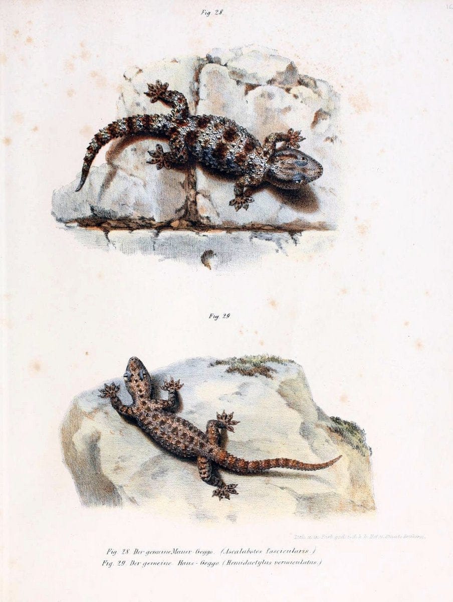 Bilder-Atlas zur wissenschaftlich-populÃ¤ren Naturgeschichte der WirbelthiereWien :K.K. H | Amphibians "Pictorial works" Reptiles  | Vintage Print Reproduction 461126