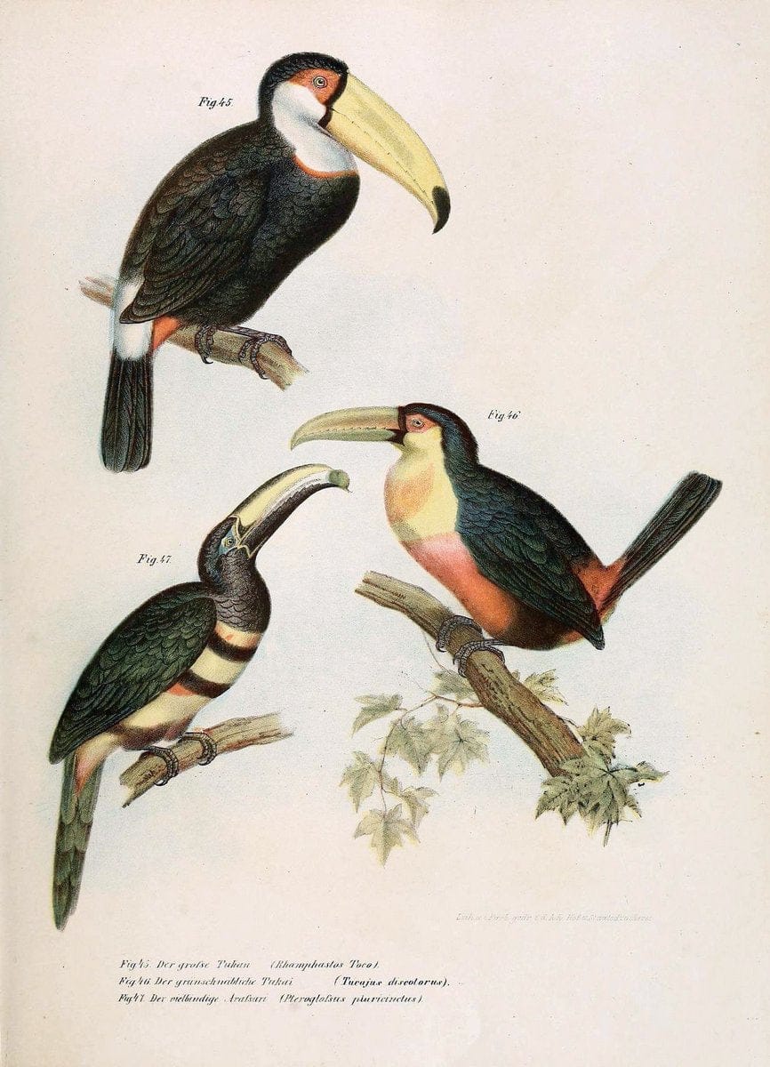 Bilder-atlas zur Wissenschaftlich-populÃ¤ren Naturgeschichte der VÃ¶gel in ihren sÃ¤mmtlich | Birds "Pictorial works"  | Vintage Print Reproduction 461127