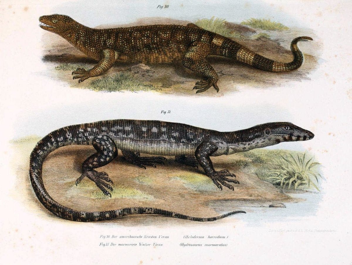 Bilder-Atlas zur wissenschaftlich-populÃ¤ren Naturgeschichte der WirbelthiereWien :K.K. H | Amphibians "Pictorial works" Reptiles  | Vintage Print Reproduction 461128