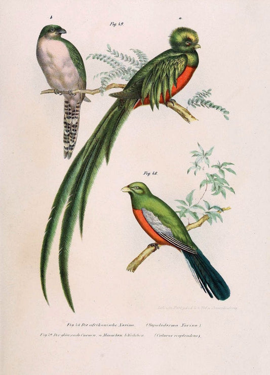 Bilder-atlas zur Wissenschaftlich-populÃ¤ren Naturgeschichte der VÃ¶gel in ihren sÃ¤mmtlich | Birds "Pictorial works"  | Vintage Print Reproduction 461129
