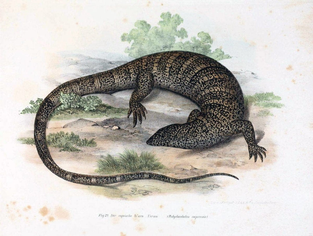 Bilder-Atlas zur wissenschaftlich-populÃ¤ren Naturgeschichte der WirbelthiereWien :K.K. H | Amphibians "Pictorial works" Reptiles  | Vintage Print Reproduction 461130