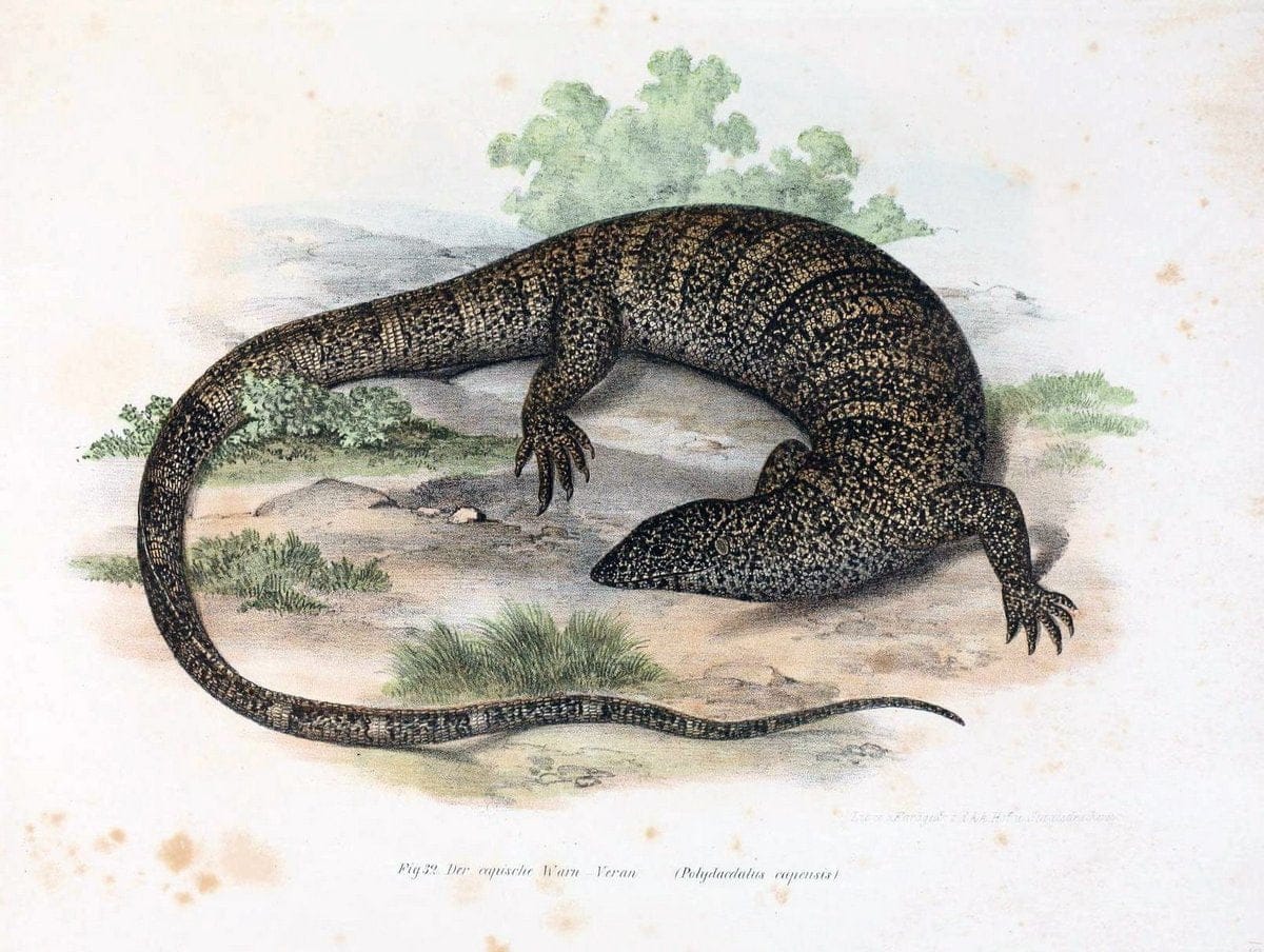 Bilder-Atlas zur wissenschaftlich-populÃ¤ren Naturgeschichte der WirbelthiereWien :K.K. H | Amphibians "Pictorial works" Reptiles  | Vintage Print Reproduction 461130