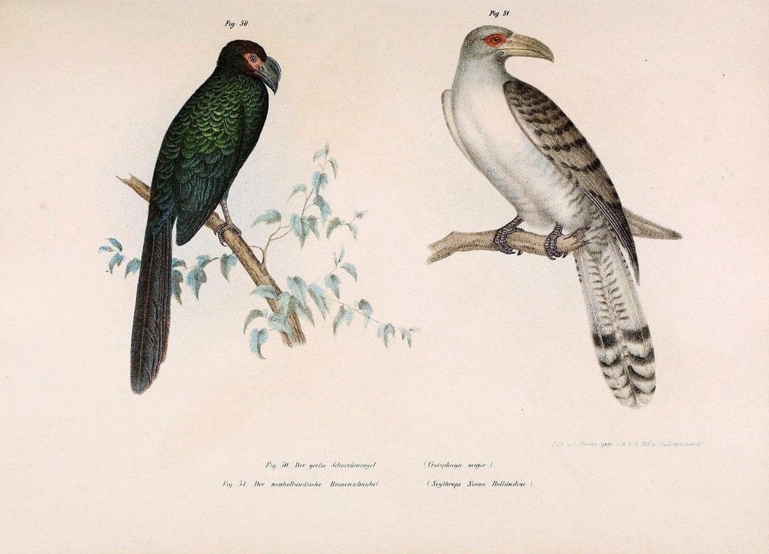 Bilder-atlas zur Wissenschaftlich-populÃ¤ren Naturgeschichte der VÃ¶gel in ihren sÃ¤mmtlich | Birds "Pictorial works"  | Vintage Print Reproduction 461131