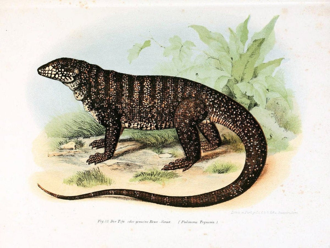 Bilder-Atlas zur wissenschaftlich-populÃ¤ren Naturgeschichte der WirbelthiereWien :K.K. H | Amphibians "Pictorial works" Reptiles  | Vintage Print Reproduction 461132