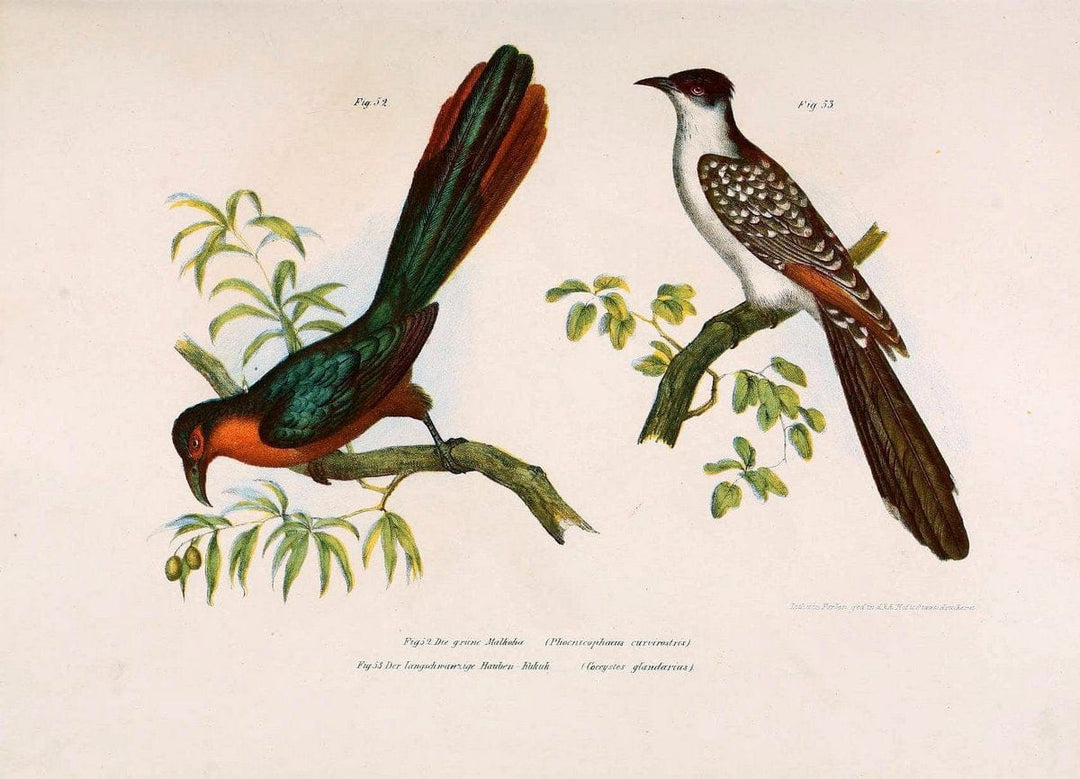 Bilder-atlas zur Wissenschaftlich-populÃ¤ren Naturgeschichte der VÃ¶gel in ihren sÃ¤mmtlich | Birds "Pictorial works"  | Vintage Print Reproduction 461133