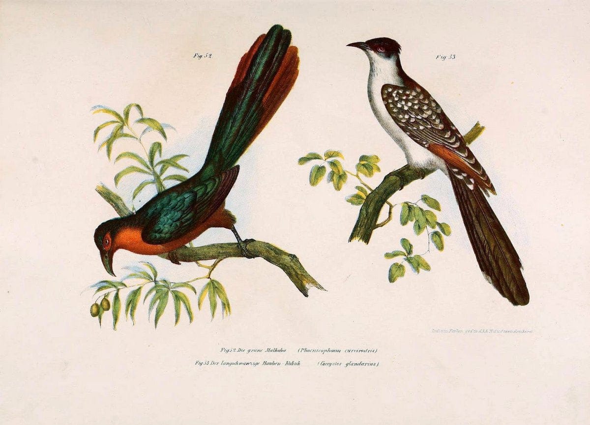 Bilder-atlas zur Wissenschaftlich-populÃ¤ren Naturgeschichte der VÃ¶gel in ihren sÃ¤mmtlich | Birds "Pictorial works"  | Vintage Print Reproduction 461133