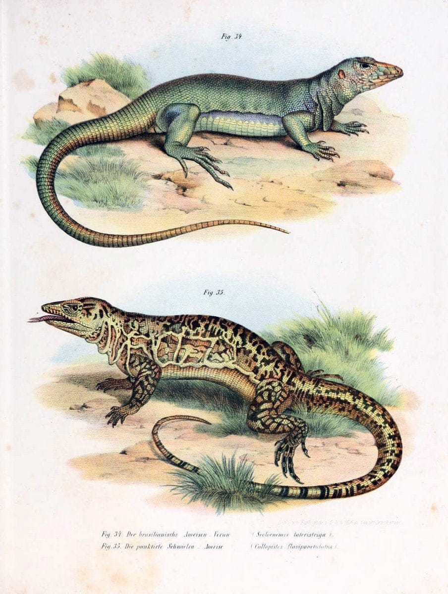 Bilder-Atlas zur wissenschaftlich-populÃ¤ren Naturgeschichte der WirbelthiereWien :K.K. H | Amphibians "Pictorial works" Reptiles  | Vintage Print Reproduction 461134