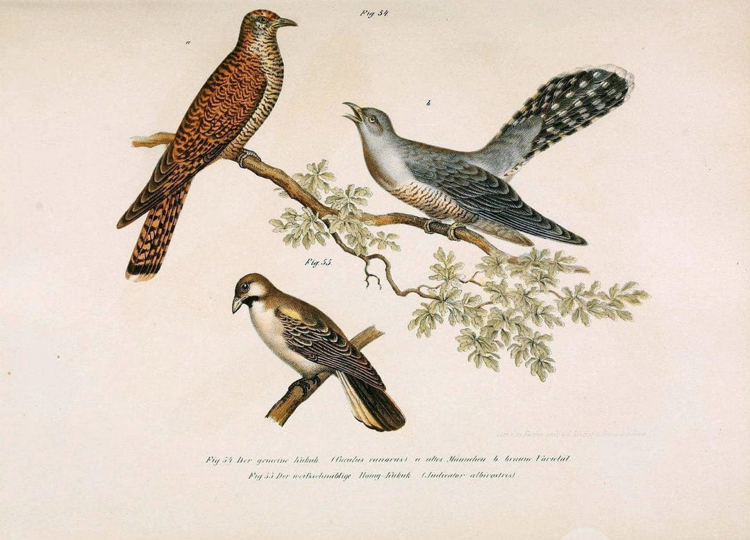Bilder-atlas zur Wissenschaftlich-populÃ¤ren Naturgeschichte der VÃ¶gel in ihren sÃ¤mmtlich | Birds "Pictorial works"  | Vintage Print Reproduction 461135