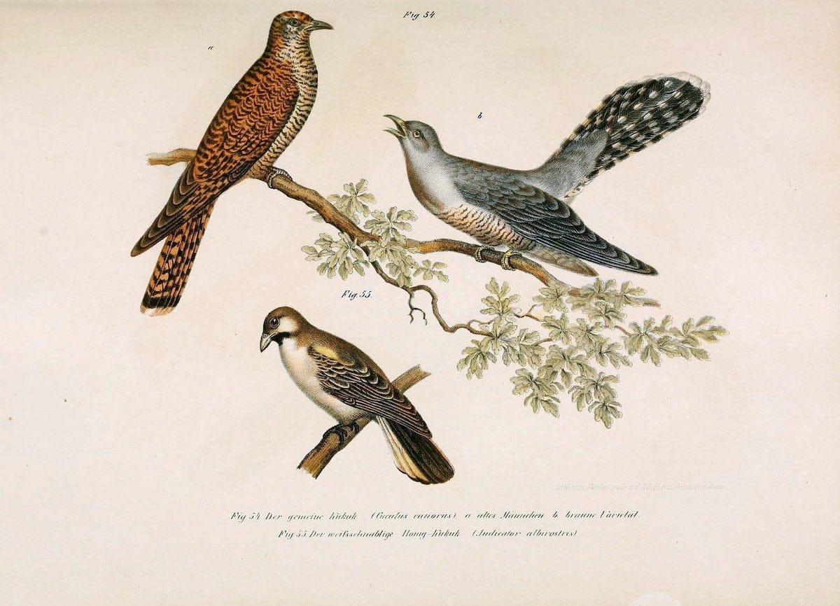 Bilder-atlas zur Wissenschaftlich-populÃ¤ren Naturgeschichte der VÃ¶gel in ihren sÃ¤mmtlich | Birds "Pictorial works"  | Vintage Print Reproduction 461135