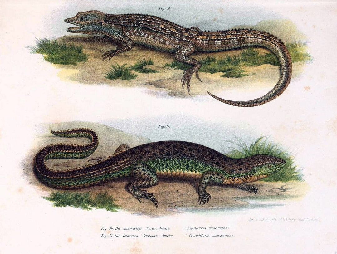 Bilder-Atlas zur wissenschaftlich-populÃ¤ren Naturgeschichte der WirbelthiereWien :K.K. H | Amphibians "Pictorial works" Reptiles  | Vintage Print Reproduction 461136
