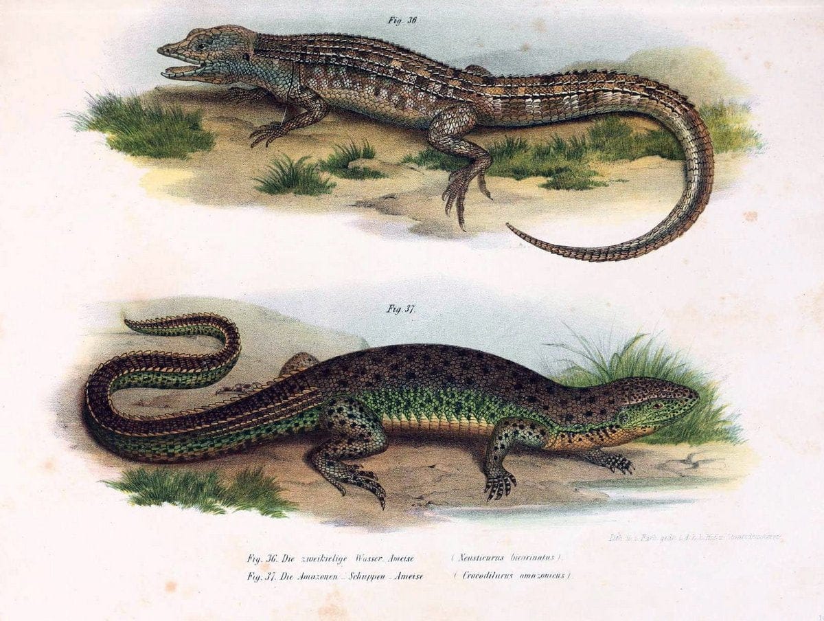 Bilder-Atlas zur wissenschaftlich-populÃ¤ren Naturgeschichte der WirbelthiereWien :K.K. H | Amphibians "Pictorial works" Reptiles  | Vintage Print Reproduction 461136