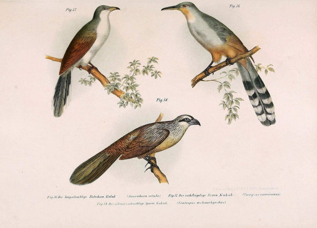 Bilder-atlas zur Wissenschaftlich-populÃ¤ren Naturgeschichte der VÃ¶gel in ihren sÃ¤mmtlich | Birds "Pictorial works"  | Vintage Print Reproduction 461137