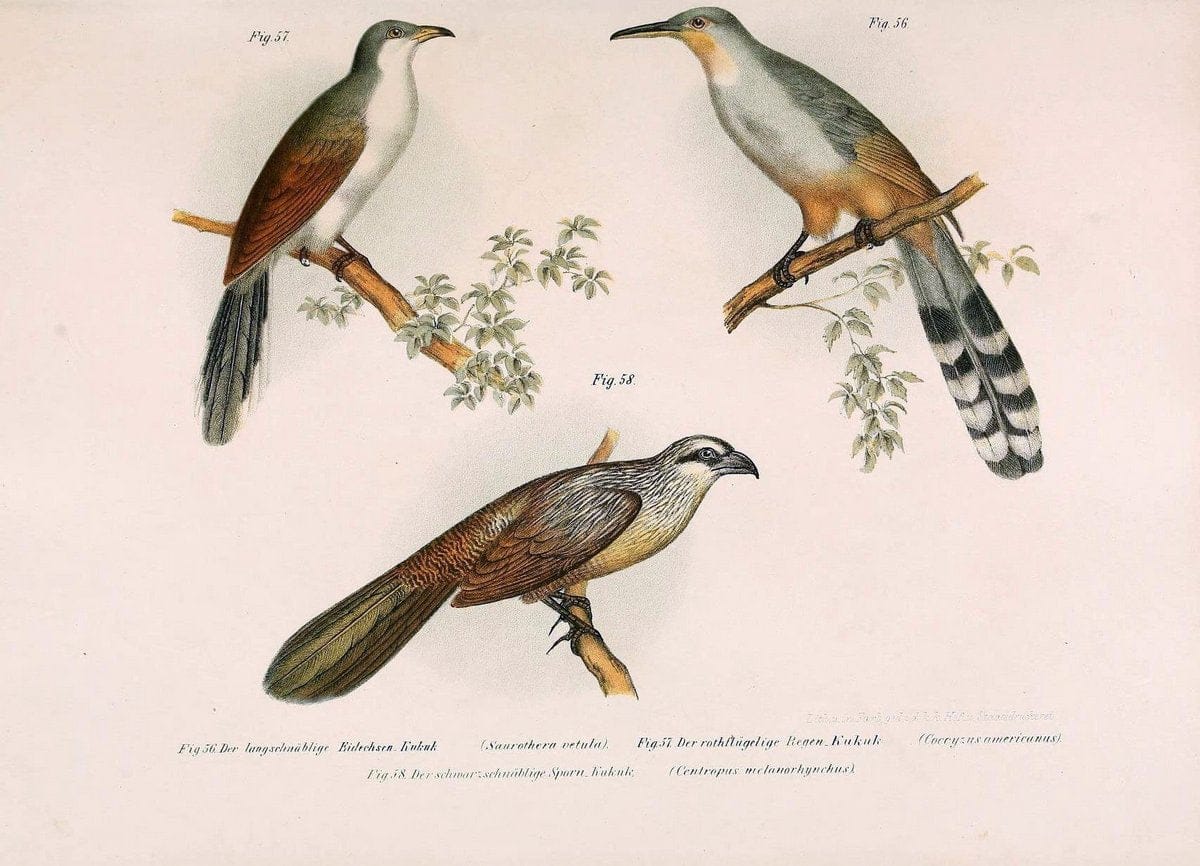 Bilder-atlas zur Wissenschaftlich-populÃ¤ren Naturgeschichte der VÃ¶gel in ihren sÃ¤mmtlich | Birds "Pictorial works"  | Vintage Print Reproduction 461137
